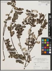 Foto von Salix aurita L.